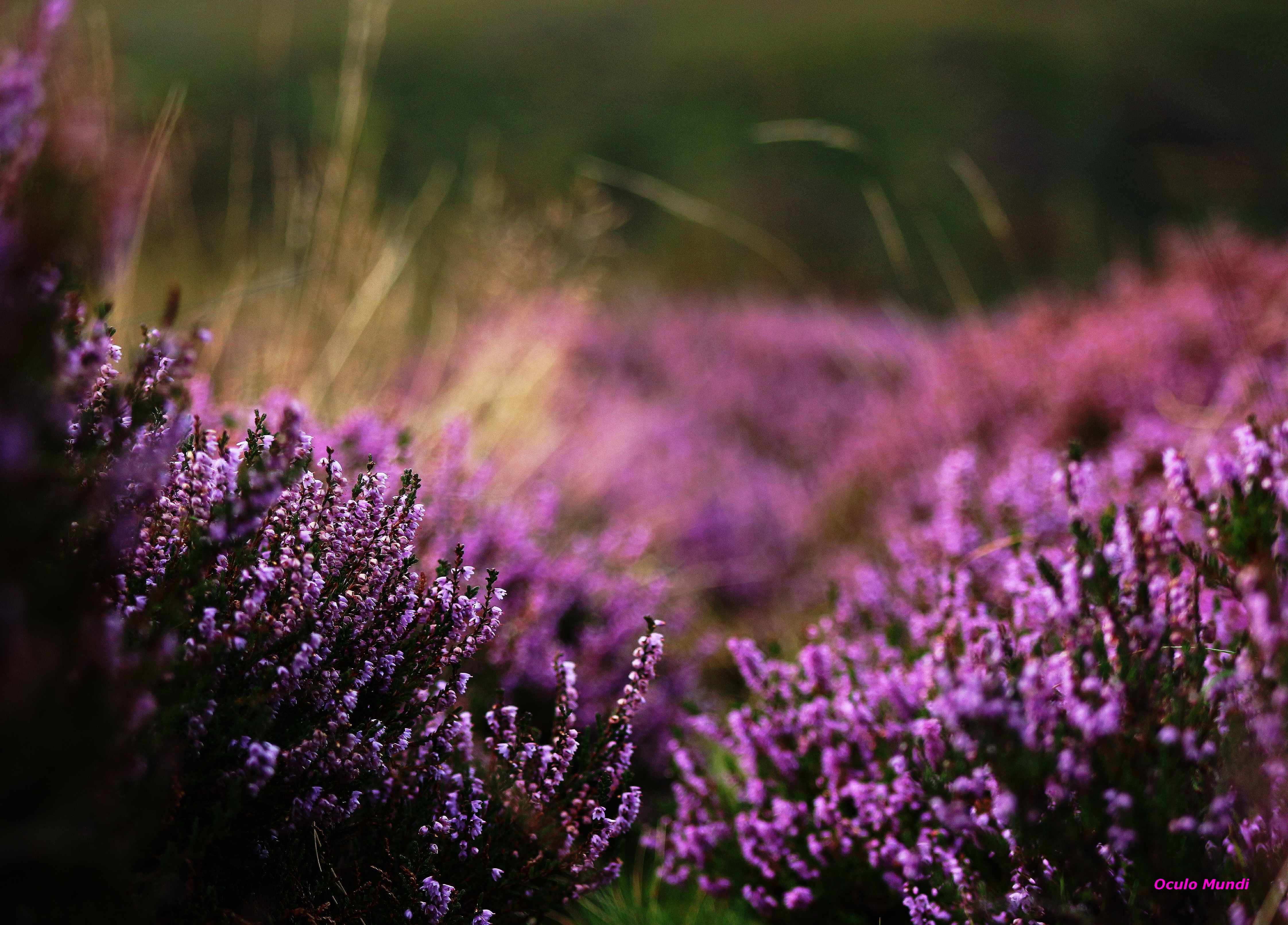 Heather