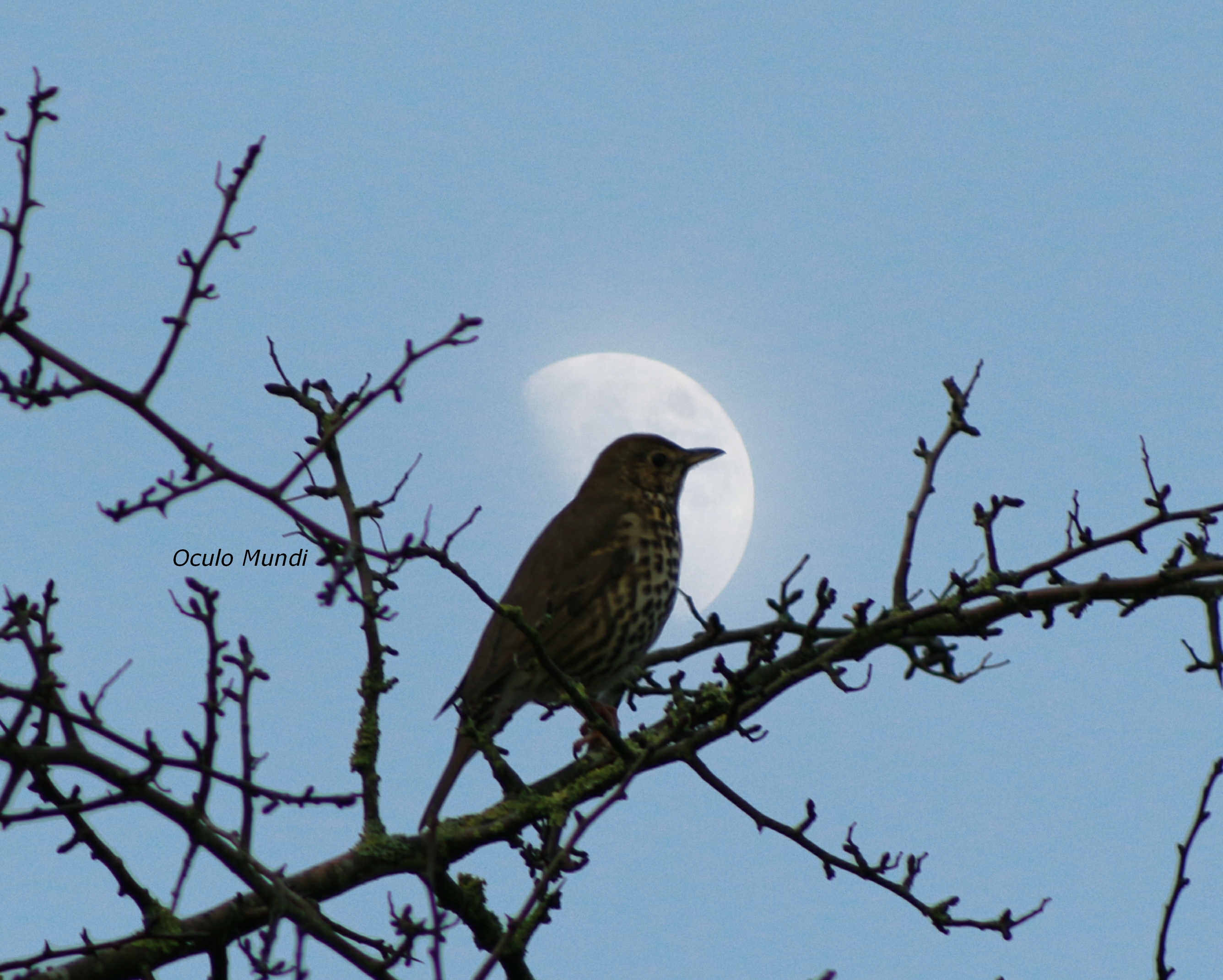 Evening Song Thrush