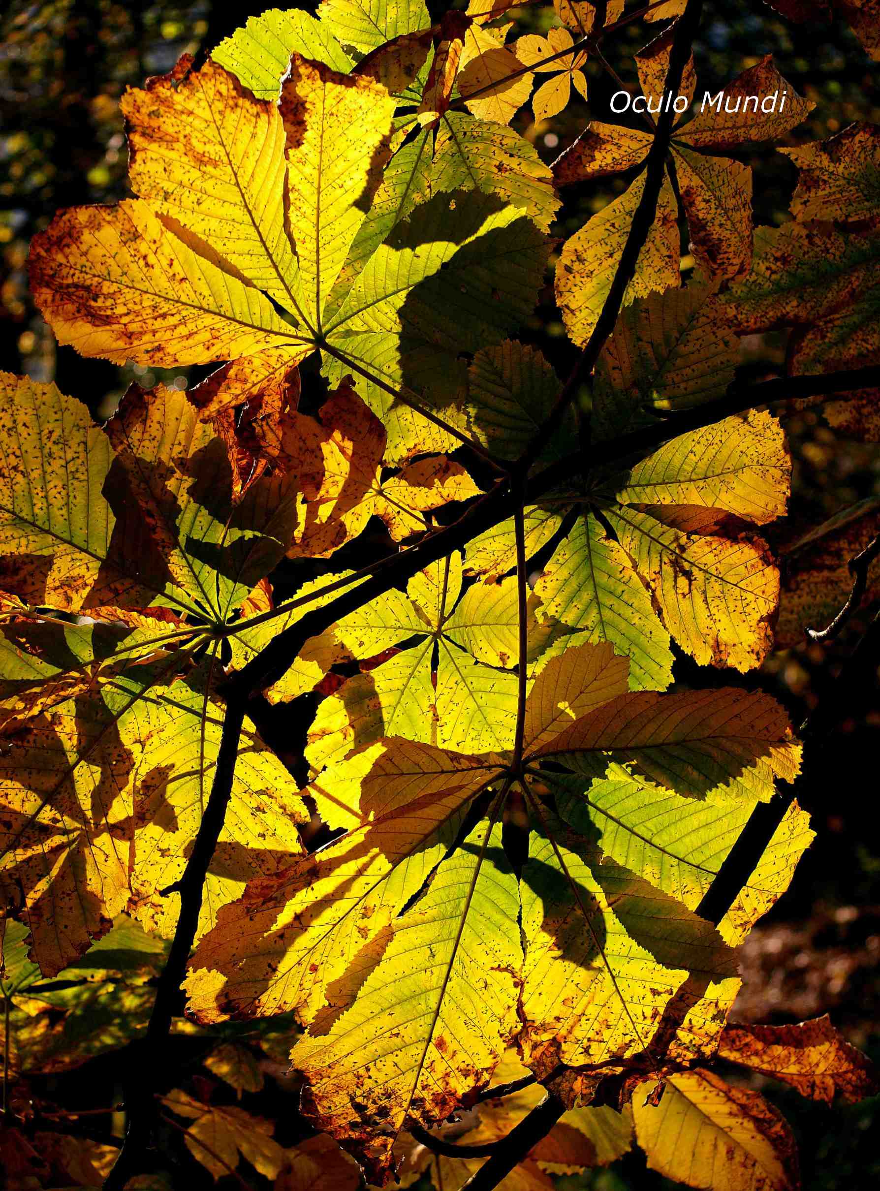Backlit Autumn Leaves