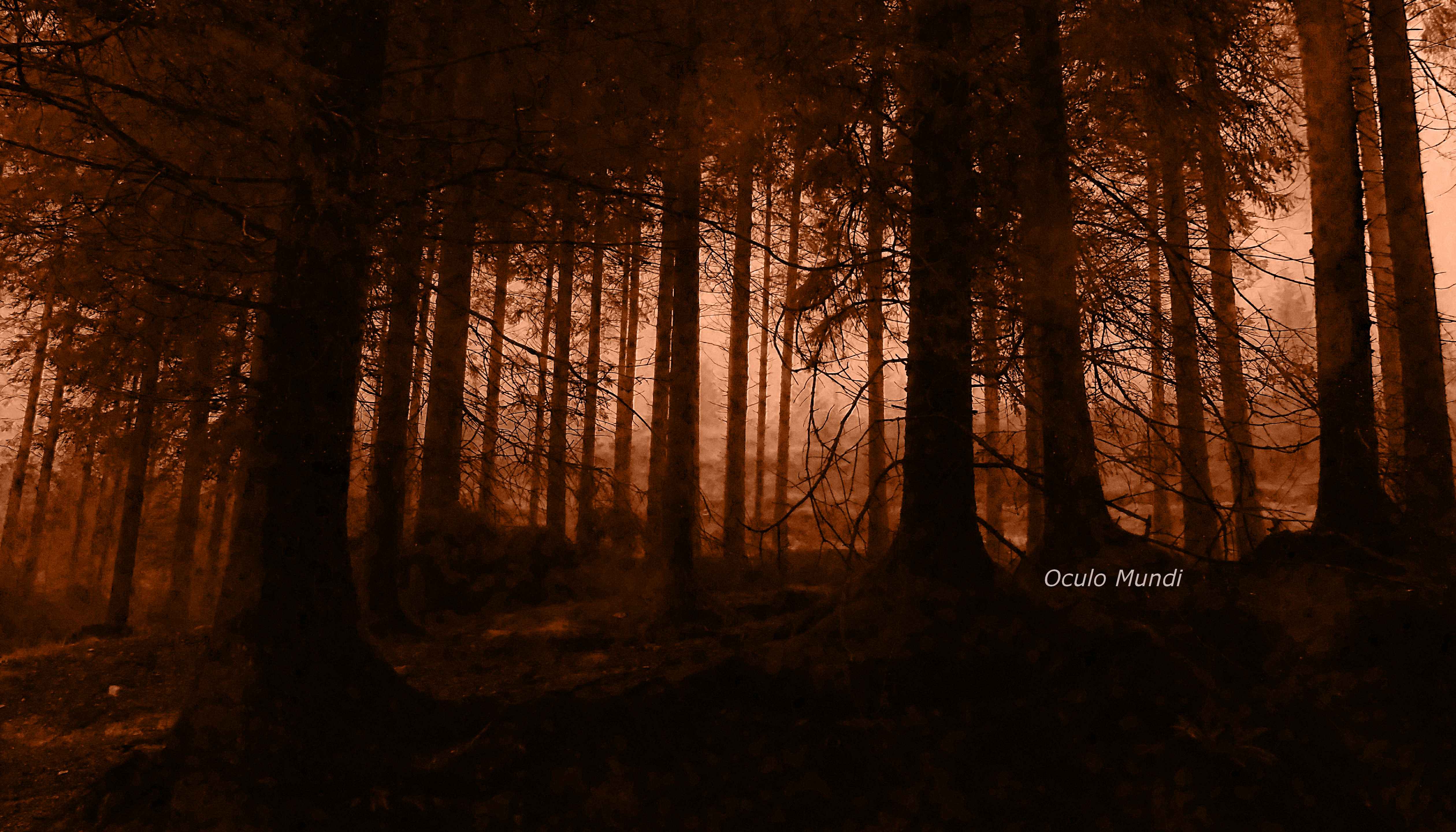Misty Morning Trees