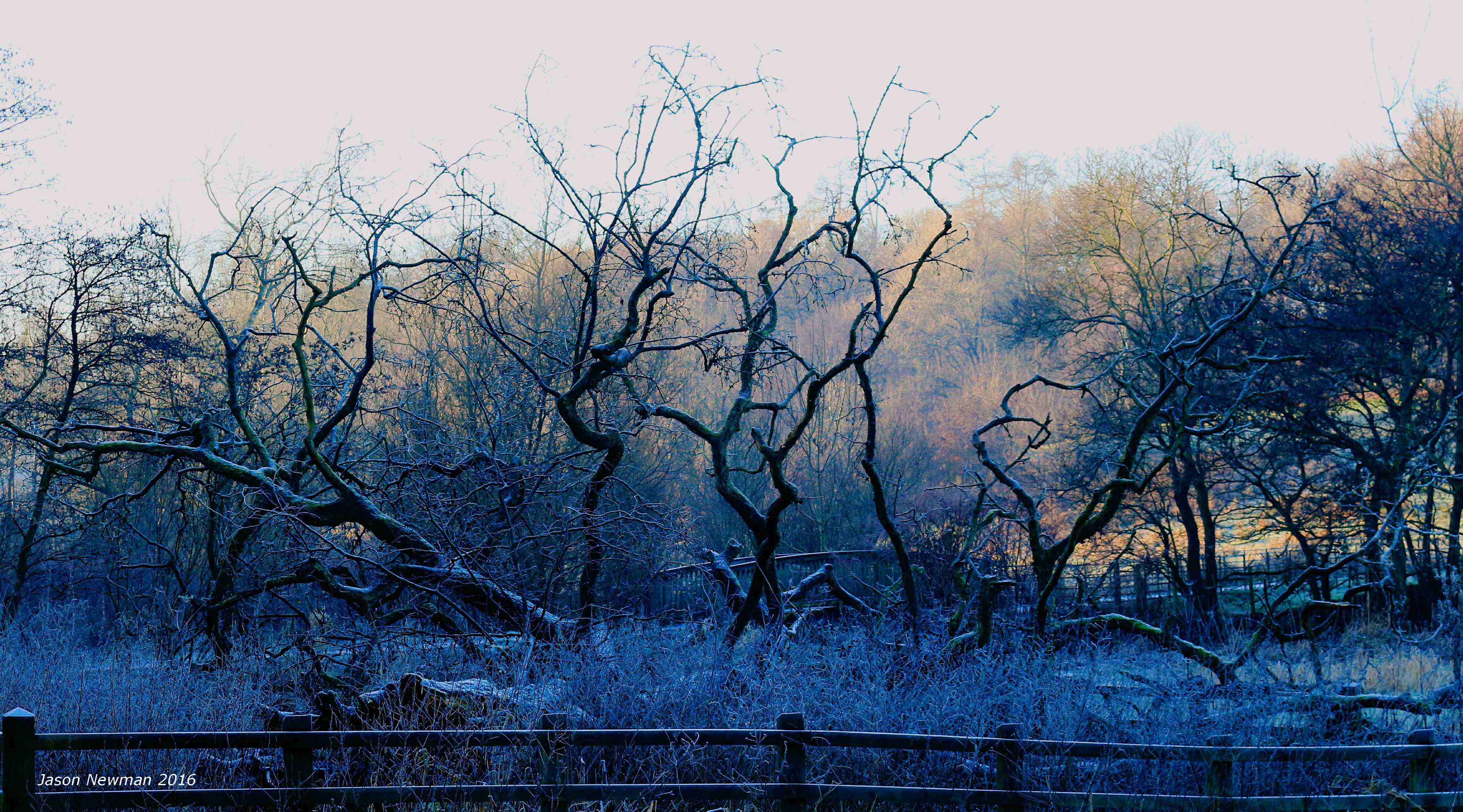 Last Gasp Oak