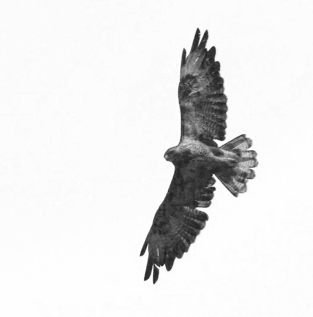 Buzzard Logo