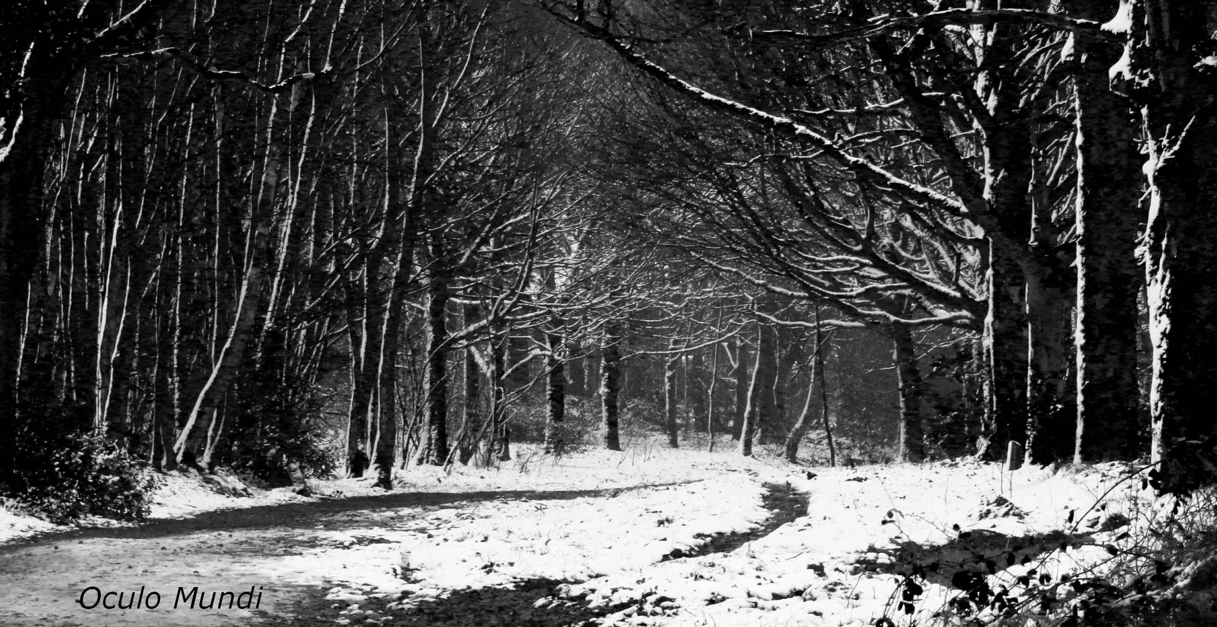 Snowy Trees