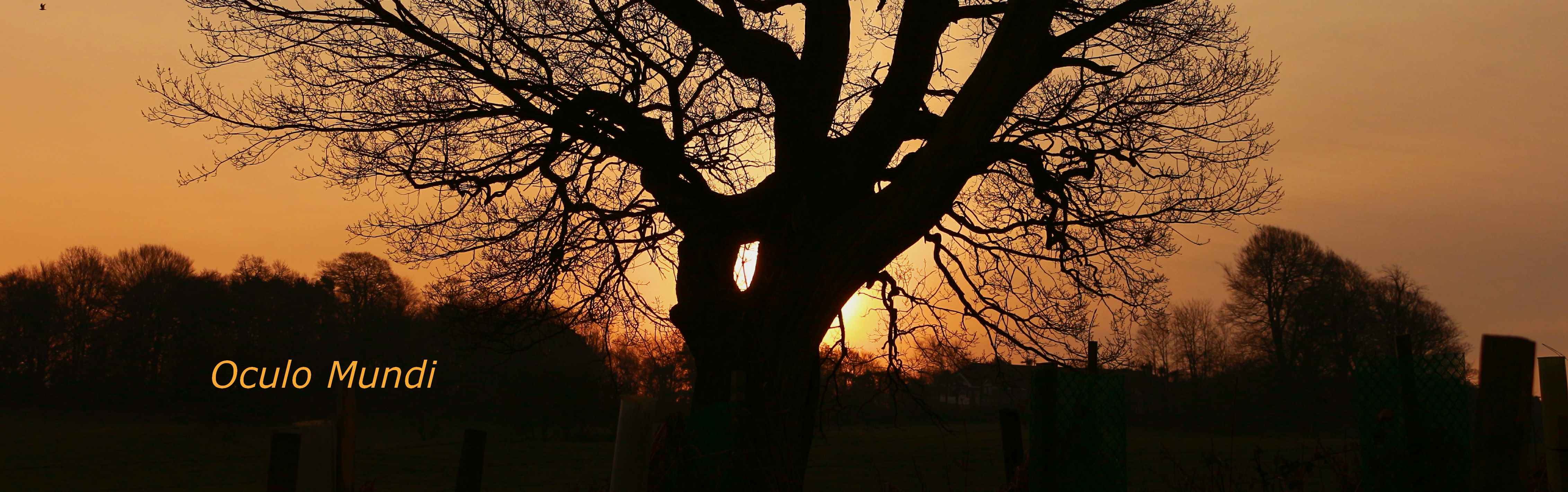 Solstice Tree