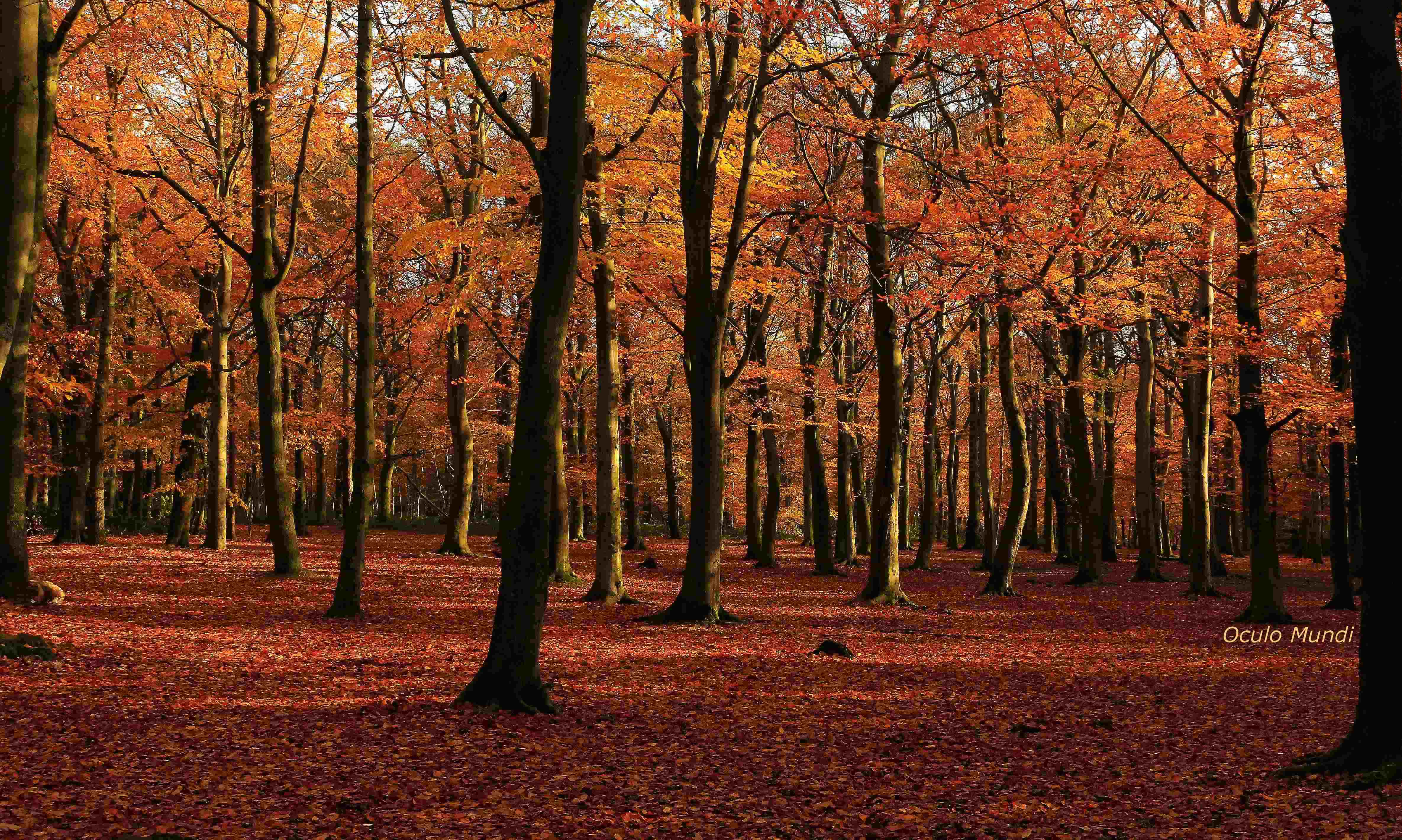 Woodland Amber