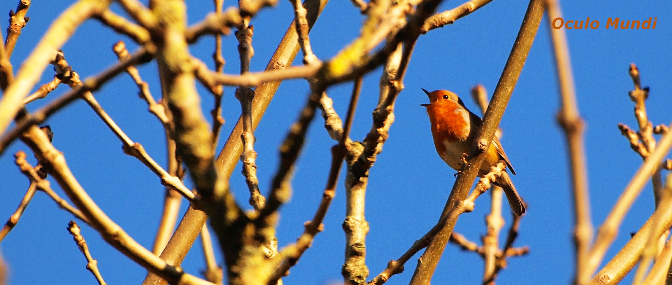 Early Morning Robin