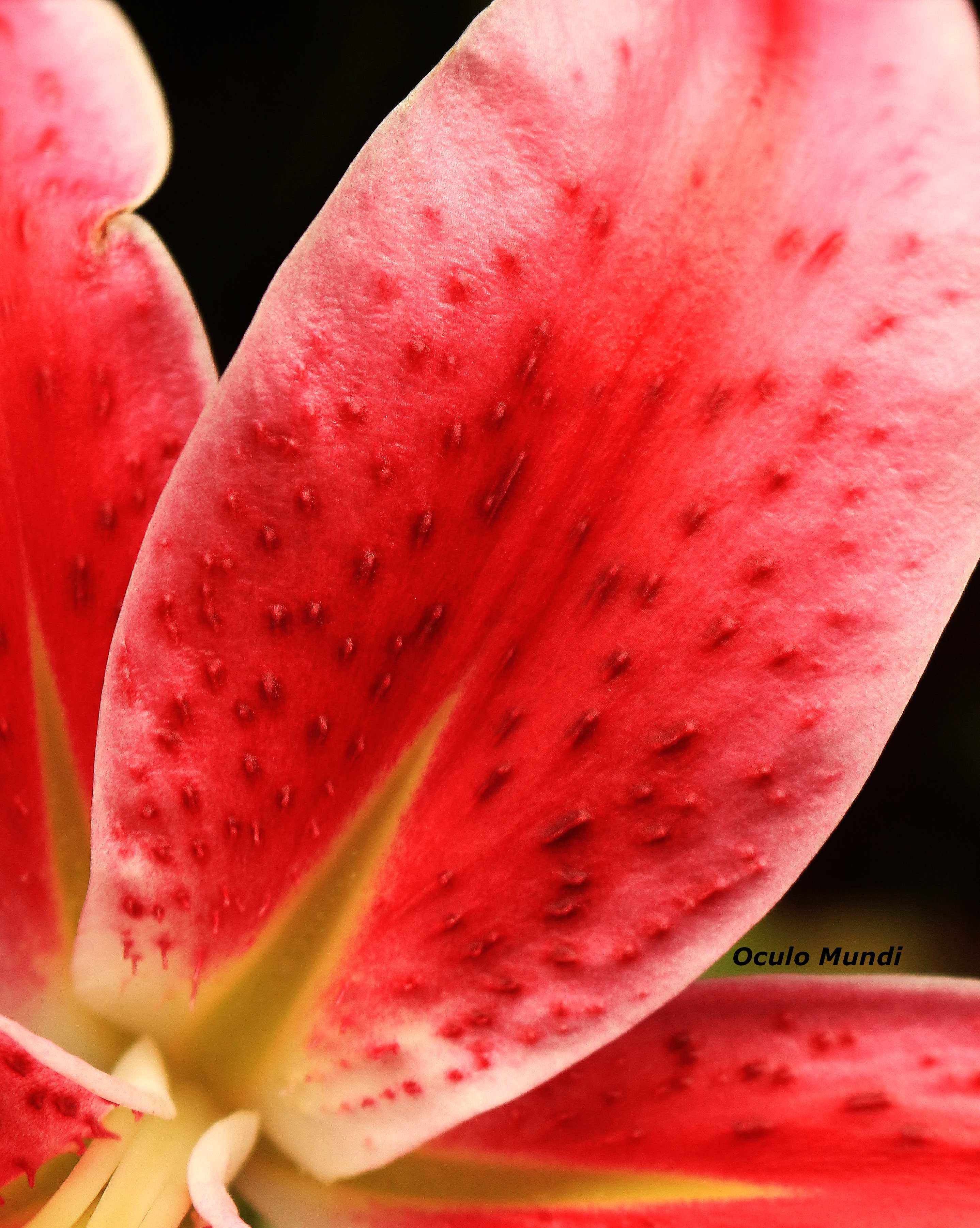 Stargazer Lilly