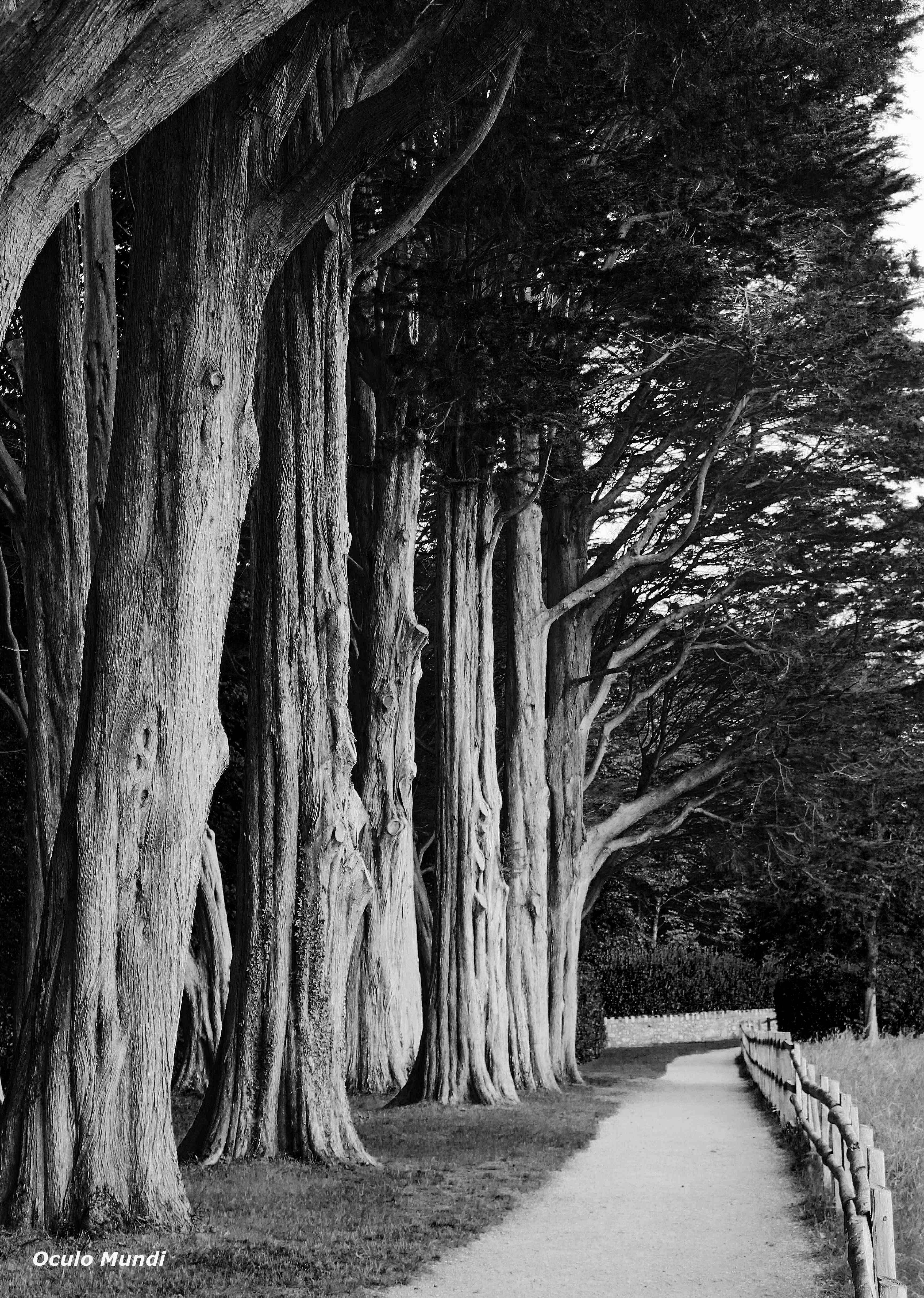 Yew Line