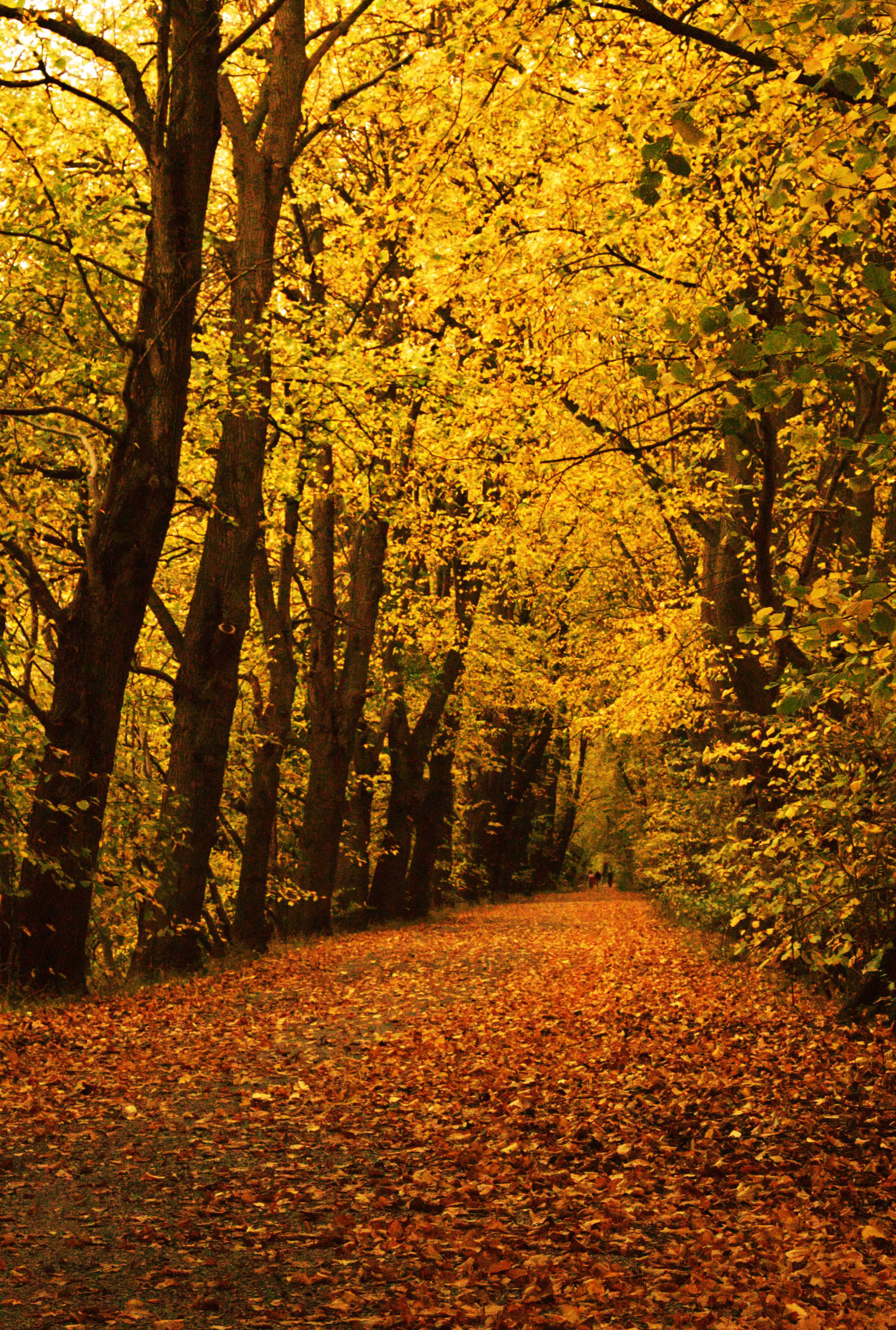 Autumn Path