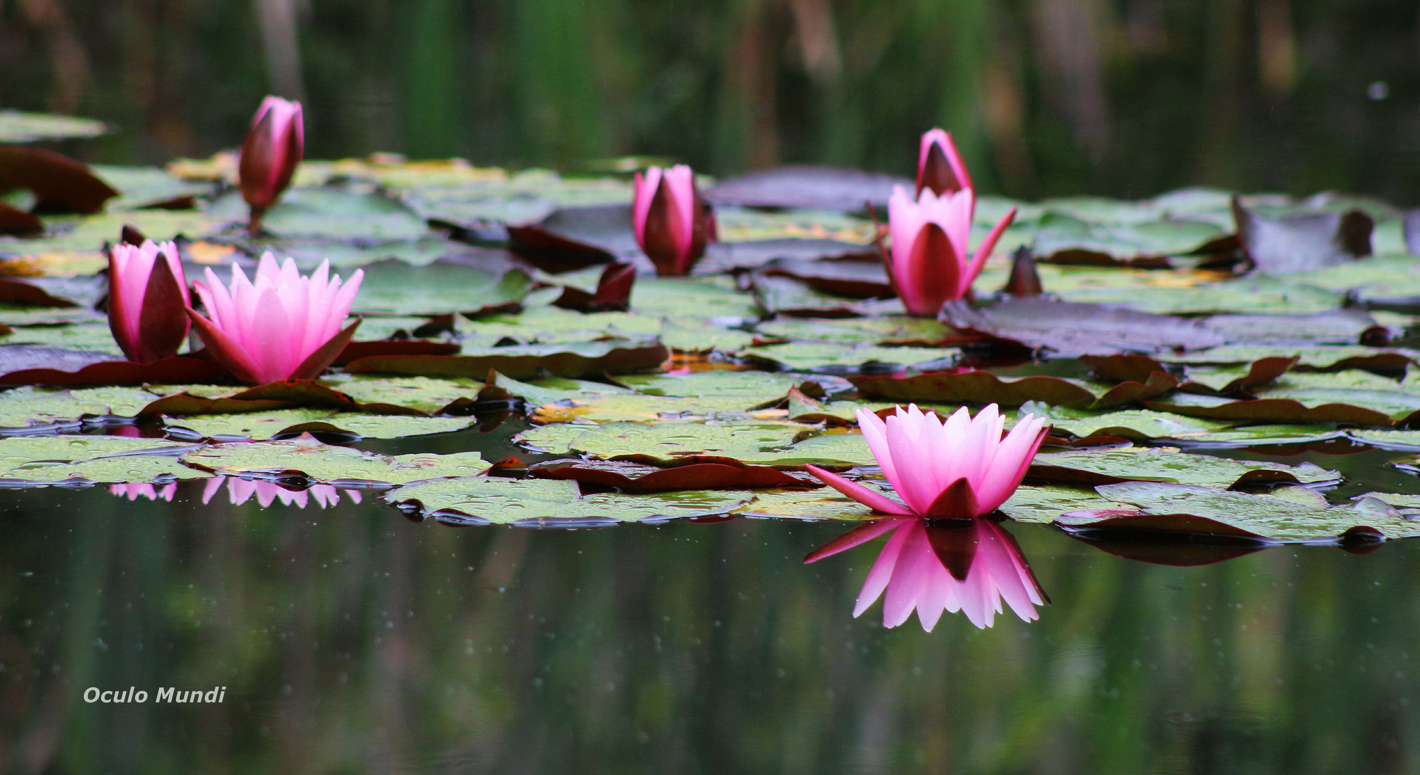 Lillies