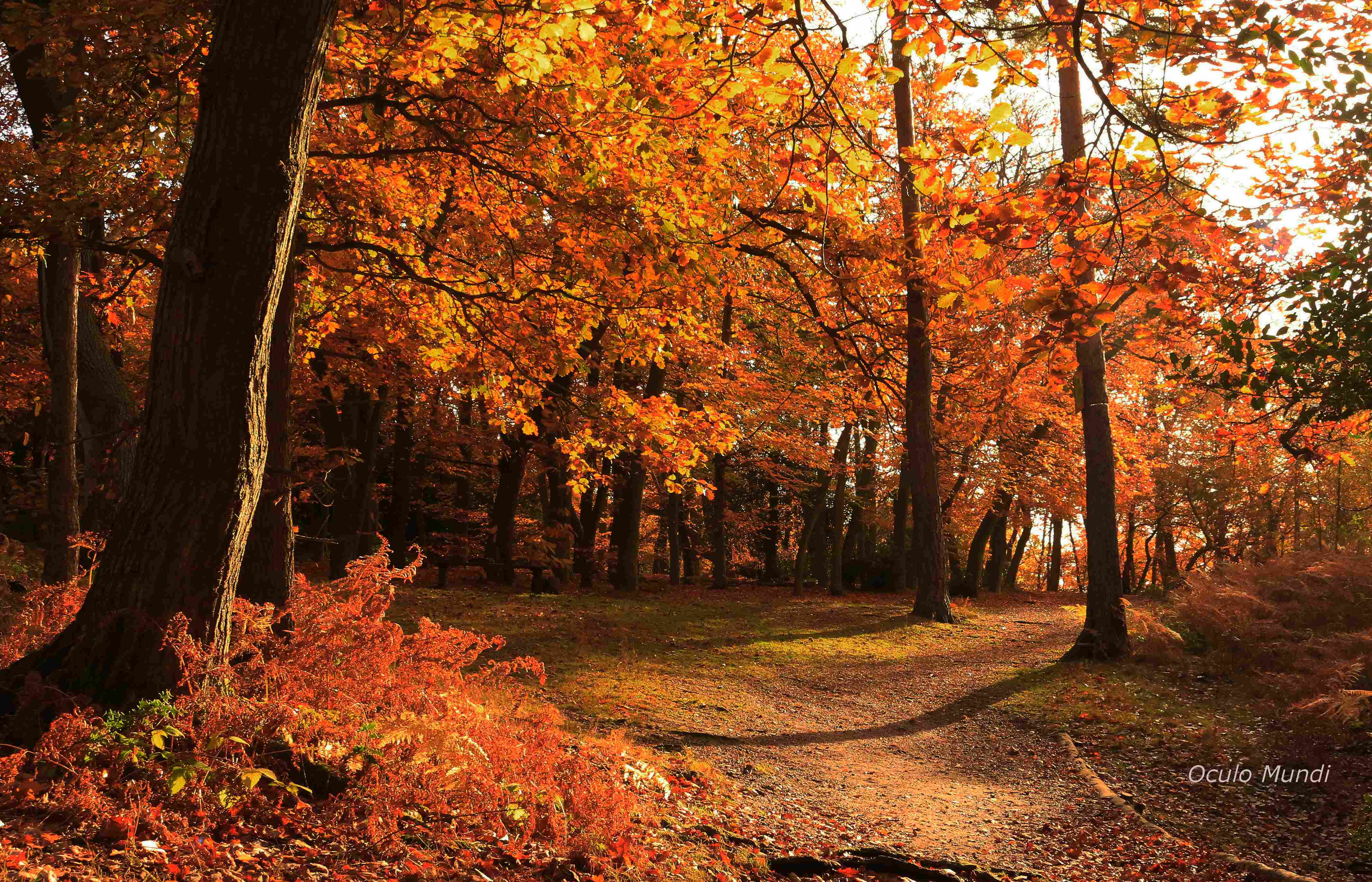 Bostal Heath Path