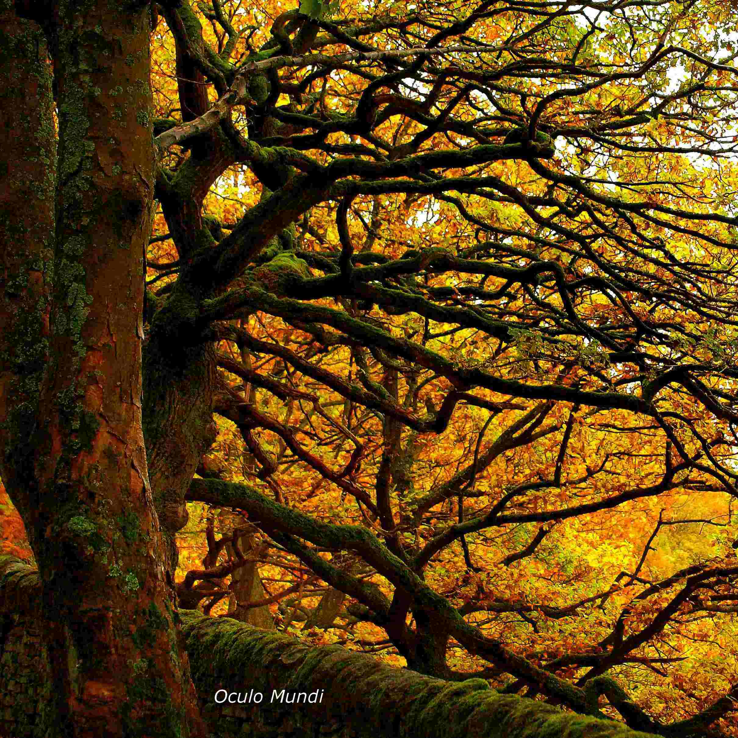Angelzarke Autumn