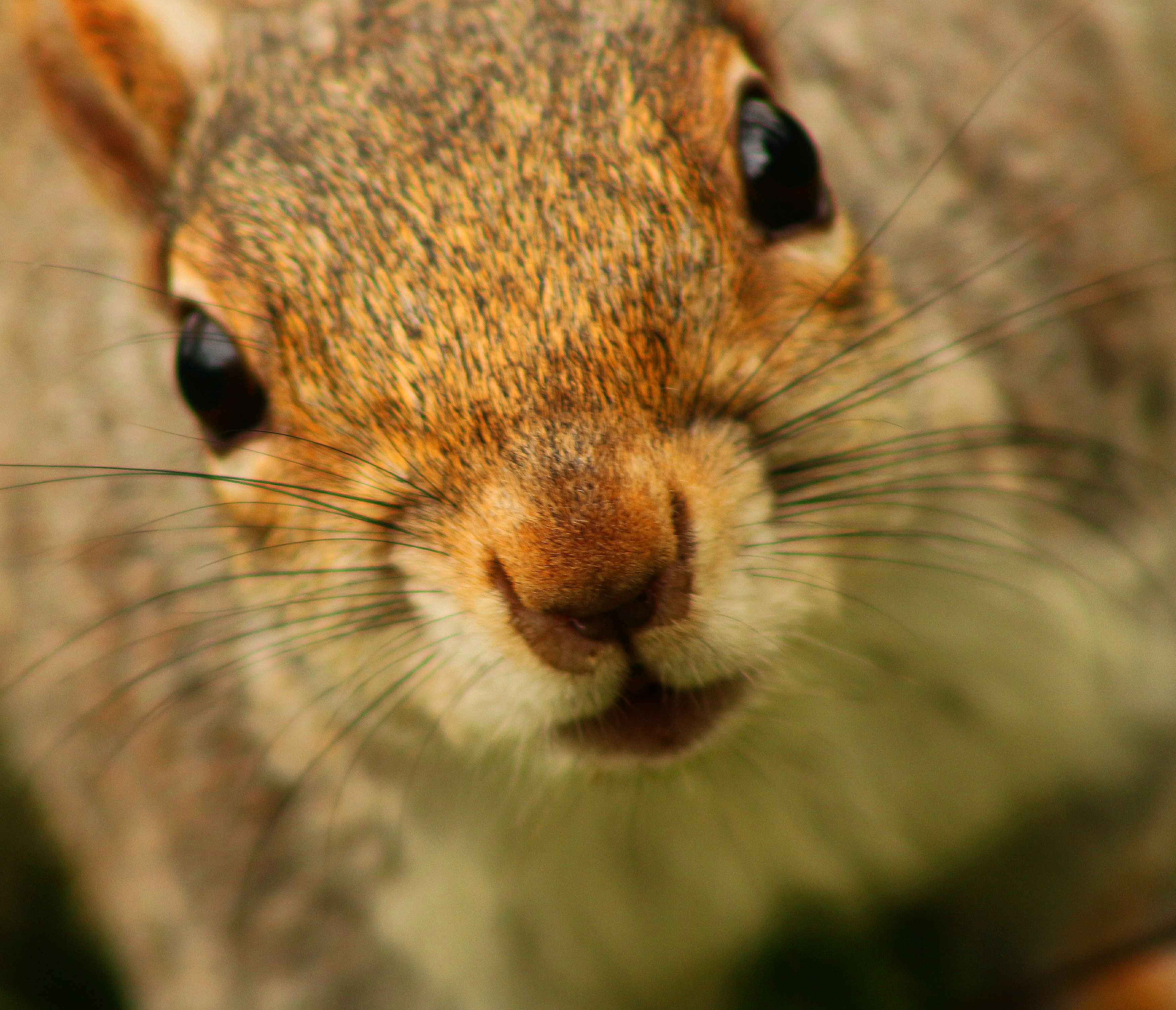 Squirrel