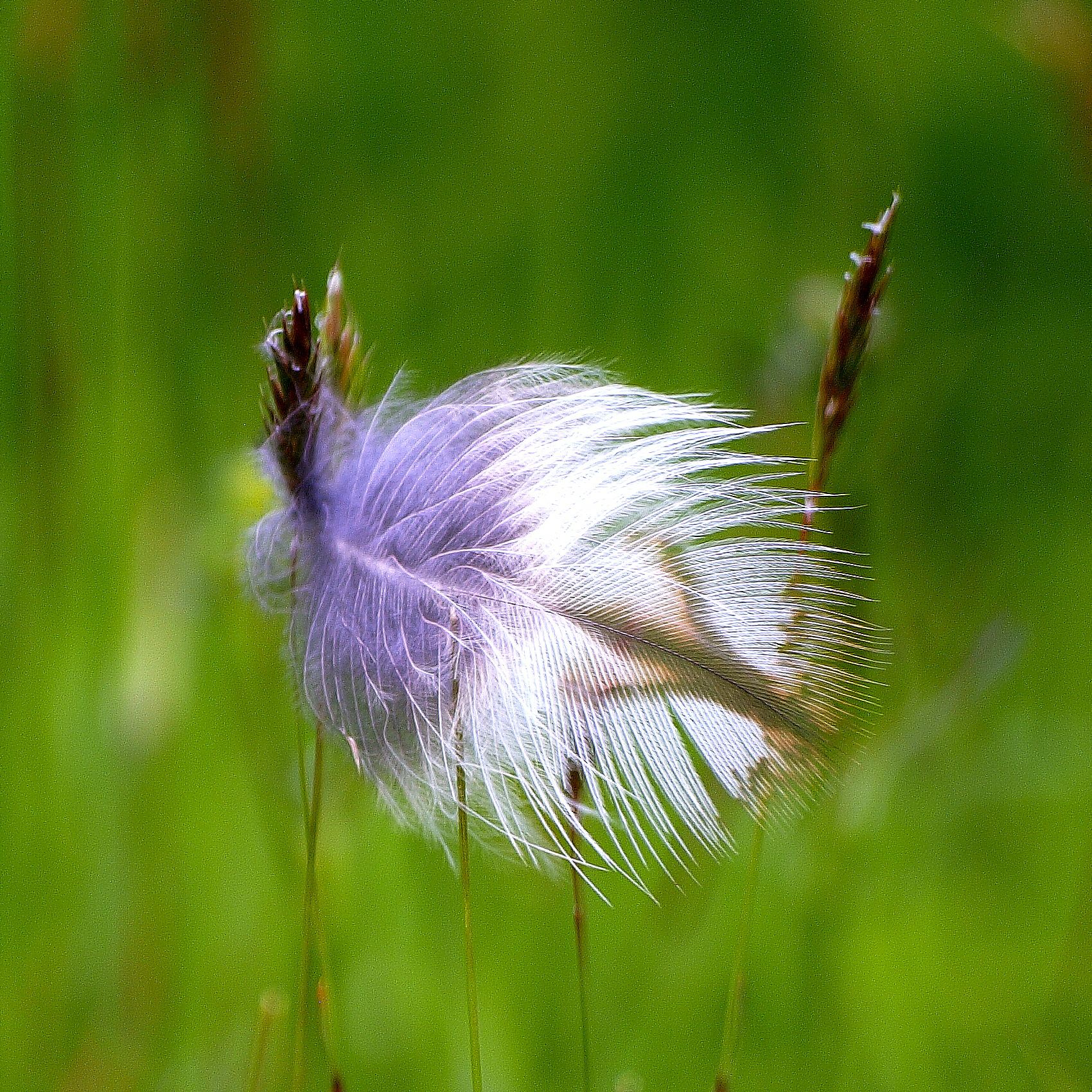 Feather