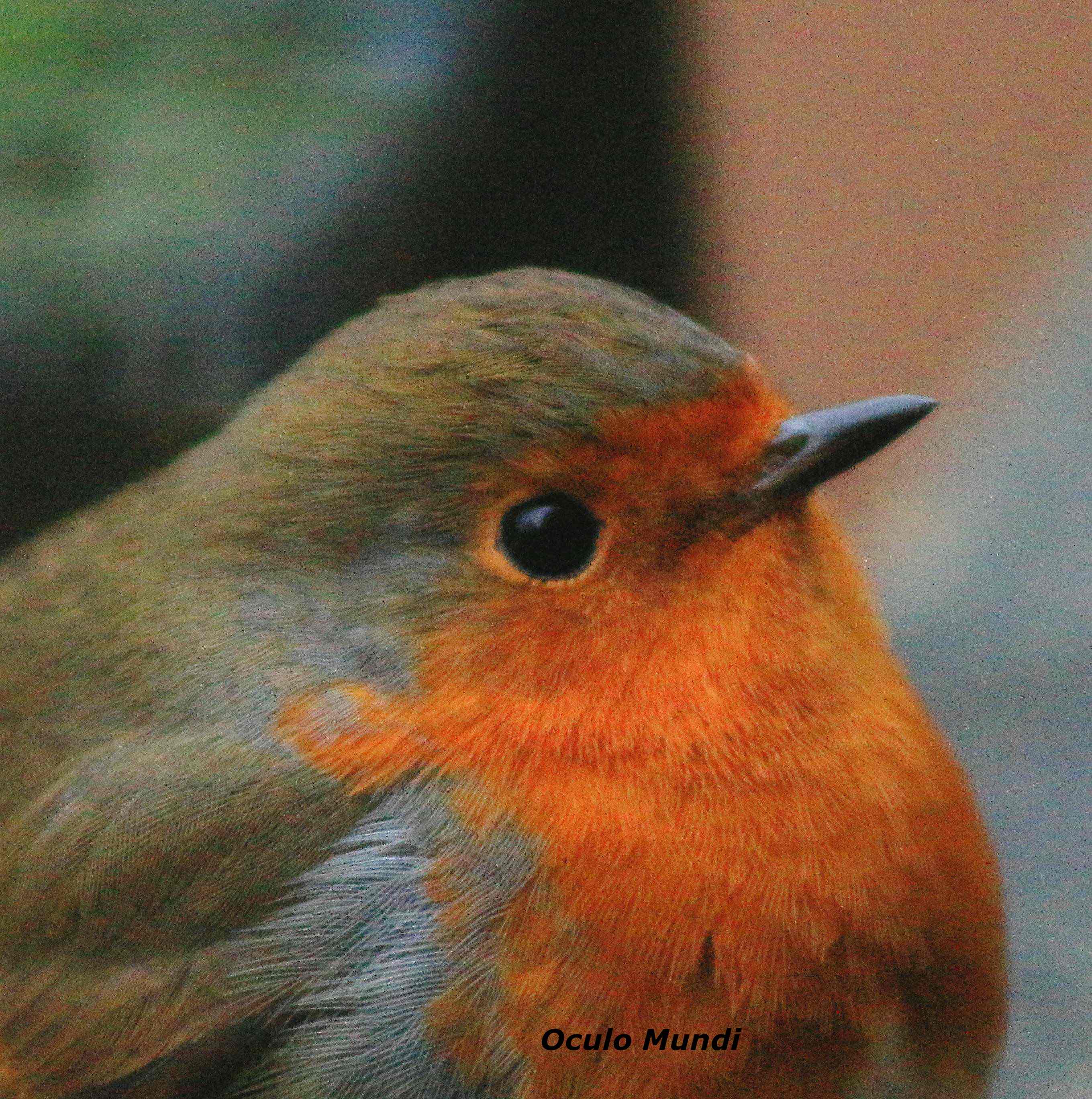 Robin