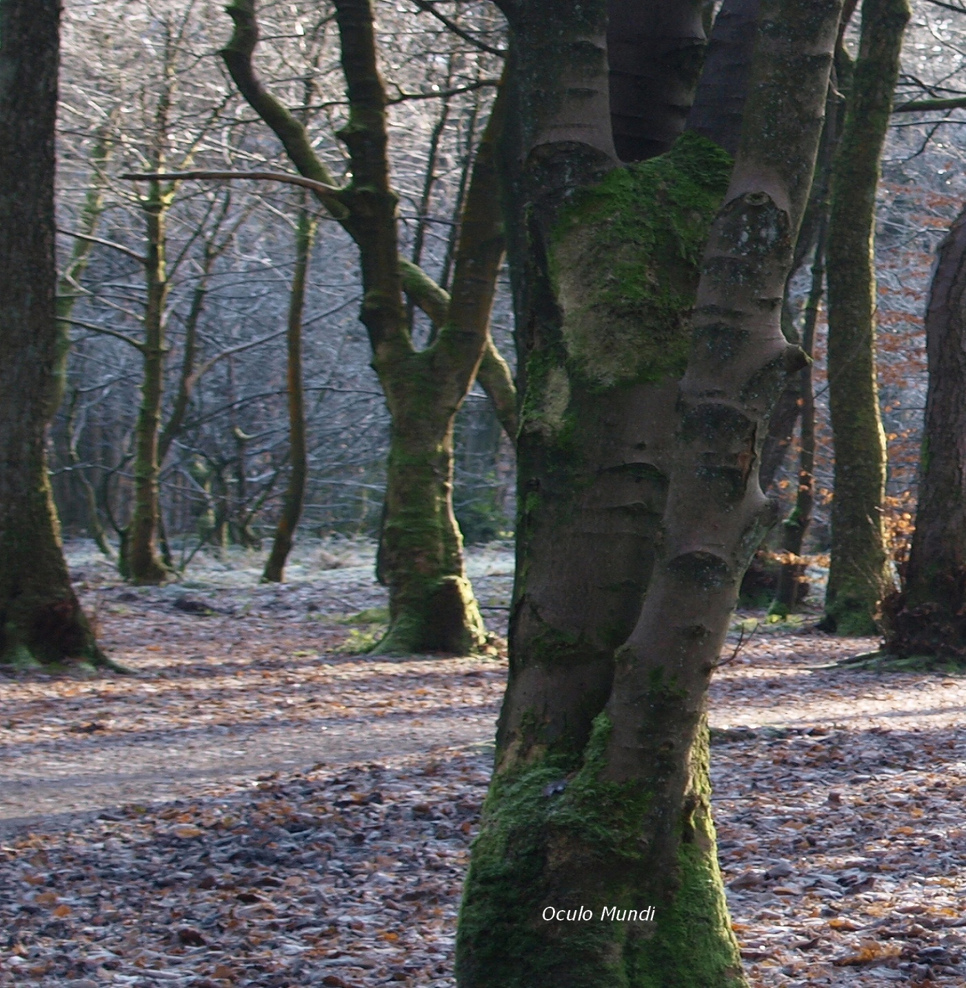 Bostal Trees Left