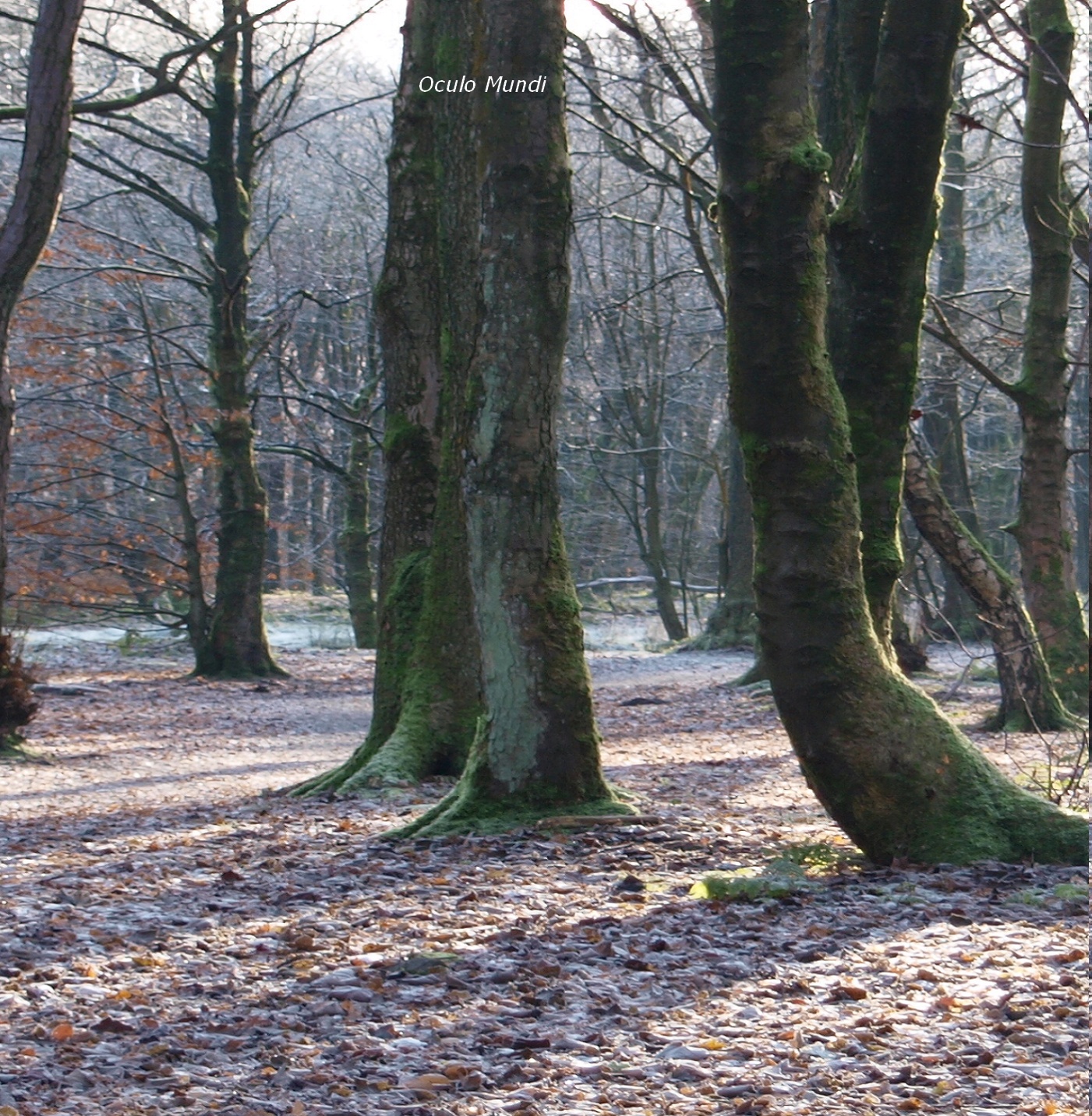 Bostal Trees Centre
