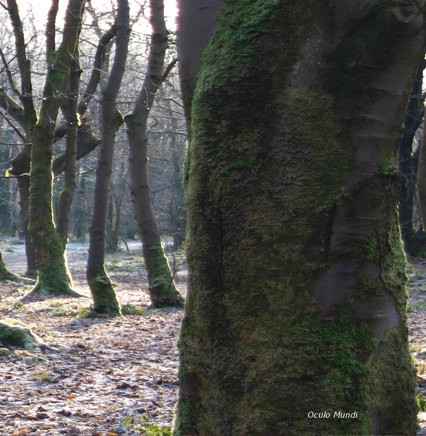 Bostal Trees Right